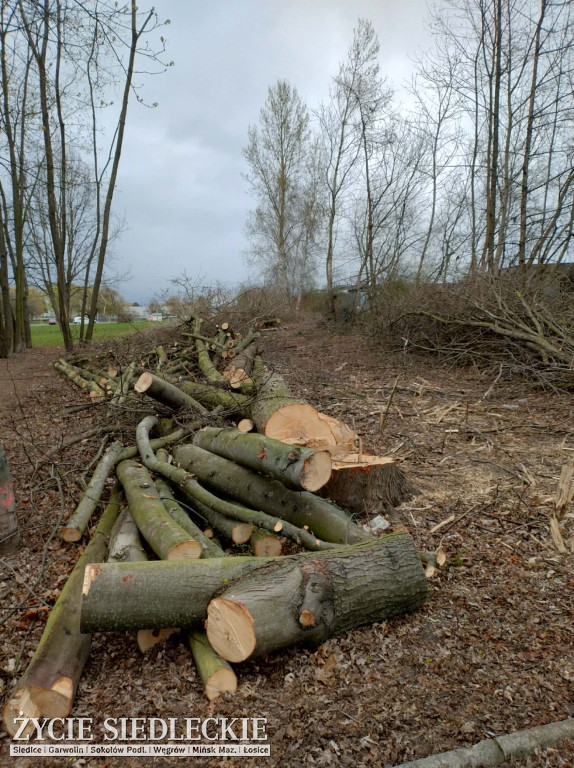 Drzewa wycięte na ul. Wyszyńskiego w Siedlcach
