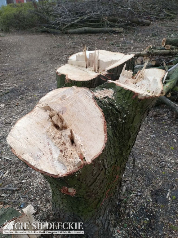 Drzewa wycięte na ul. Wyszyńskiego w Siedlcach
