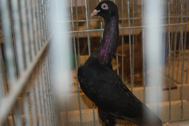 Najpiękniejsze okazy