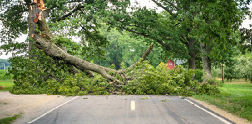 Powalone drzewo na drodze rozpędzonych aut
