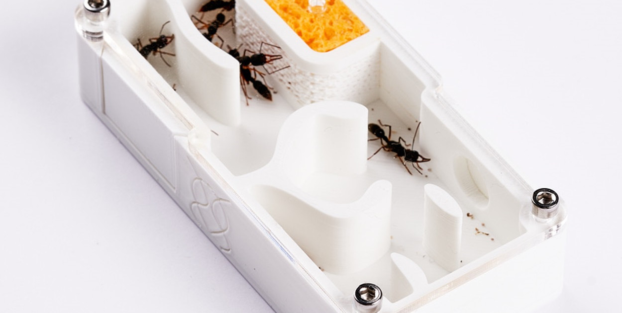 Rozpoczynasz przygodę z hodowlą mrówek – oto co musisz wiedzieć?