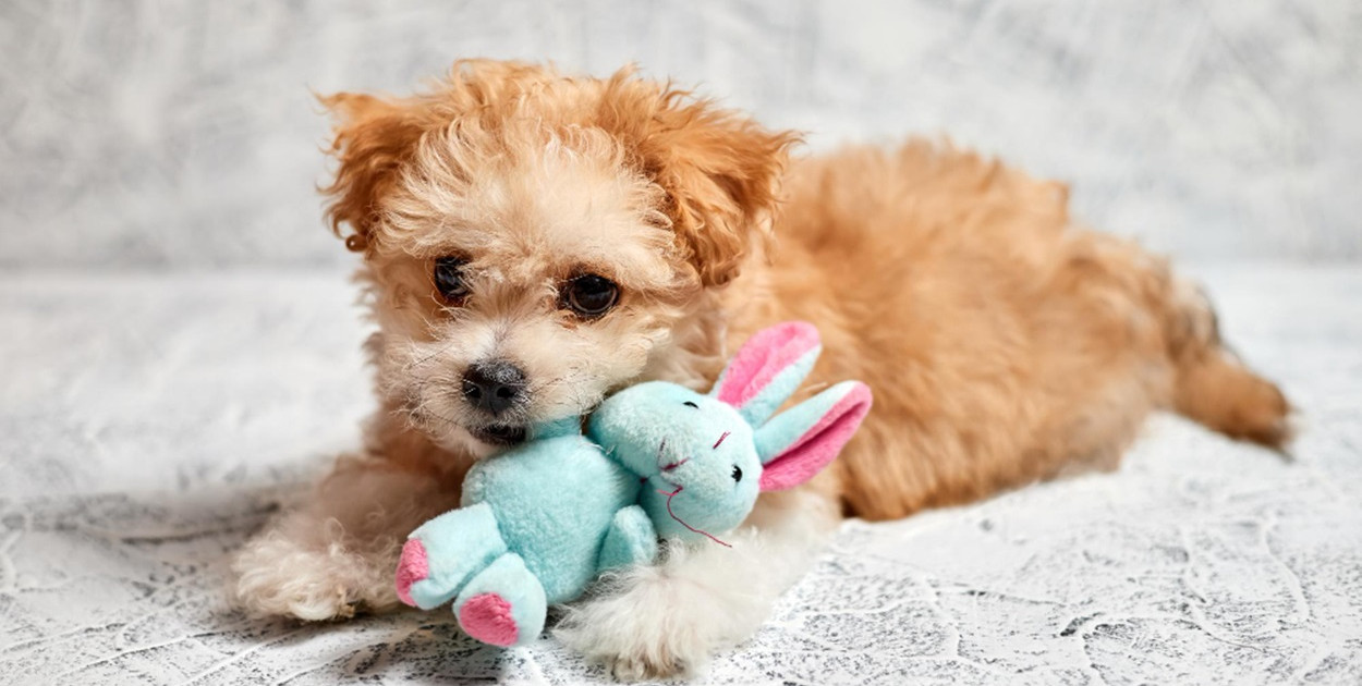 Najlepsze karmy mokre dla psów - jak wybrać odpowiednią?