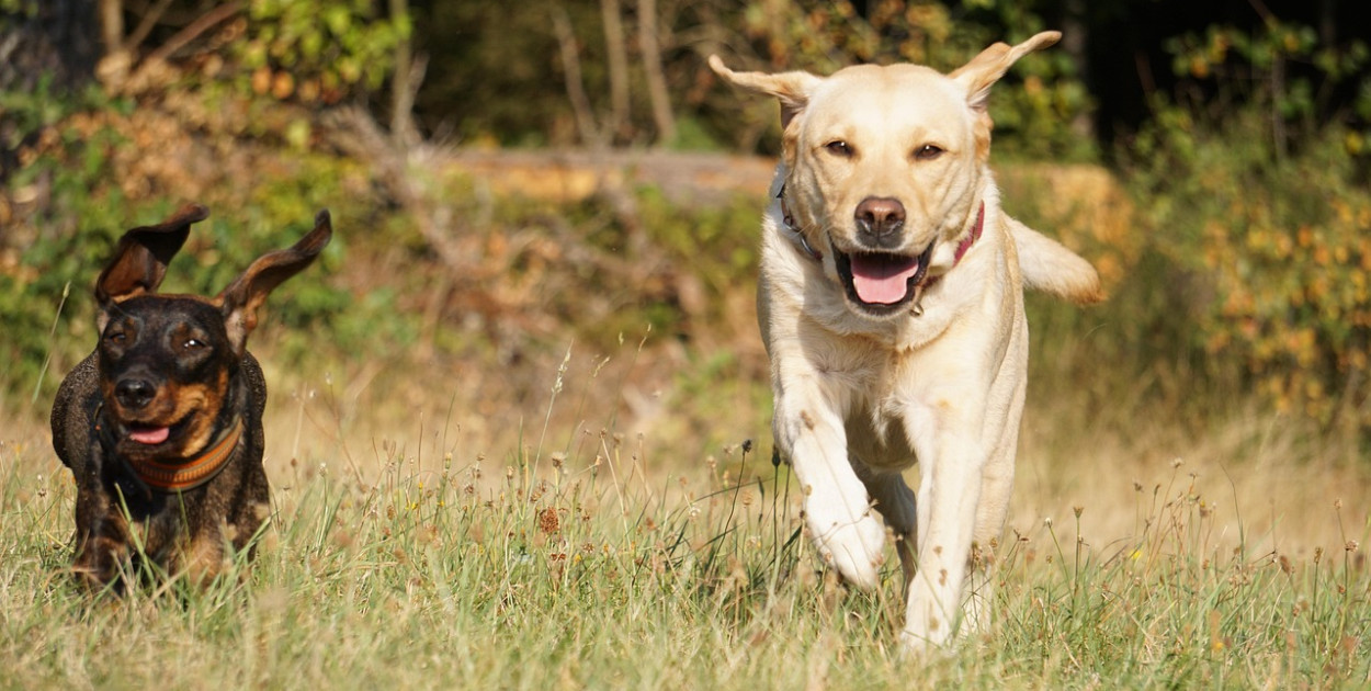 Szokujące sceny na drodze. Psy przywiązane do jadącego auta