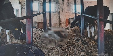 Powiat łosicki: Bydło konało w oborze. Gospodarz usłysz-50380