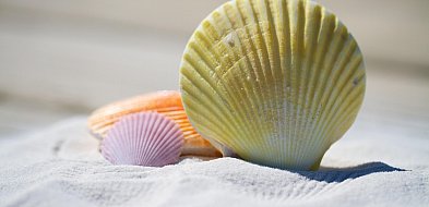 Siedlczanie zainteresowani wakacjami składkowymi w ZUS-51338