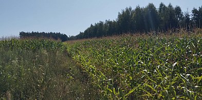 Gminy wciąż bez uchwalonych planów ogólnych-51683