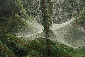 Kupujesz żywą choinkę na święta? Ten szczegół łatwo przeoczyć-53488