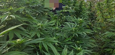 Zlikwidowali nielegalną plantację konopi indyjskich-52175