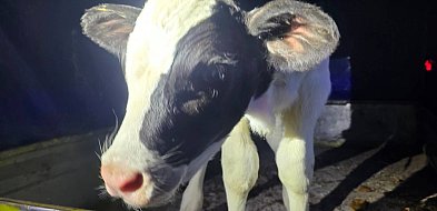 Nietypowe zdarzenie na DK2. Z jadącego auta wypadło młode cielę-53743