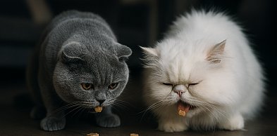 Jakie przysmaki są odpowiednie dla starszych kotów?