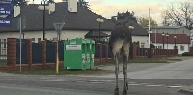 Gmina Siedlce: Łoś na ulicach. Władze apelują o ostrożność