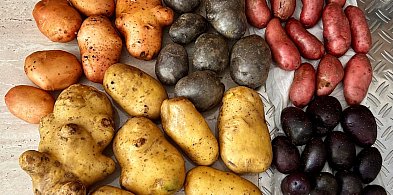 Kartoflowa rewolucja na polu i na talerzu-53142