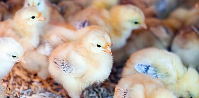 [Z REGIONU] Coraz bliżej domów, coraz dalej od regulacji. Czy kurniki za płotem st-53301