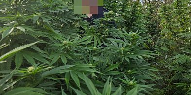 Zlikwidowali nielegalną plantację konopi indyjskich-52175