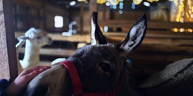 Żabokliki-Kolonia: Pasterze śpiewają, alpaki klękają-53710