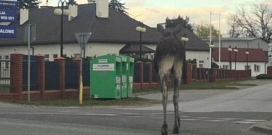 Gmina Siedlce: Łoś na ulicach. Władze apelują o ostrożn