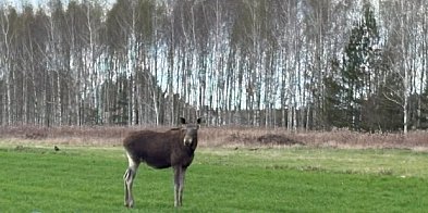 Coraz więcej łosi w pobliżu dróg i domów