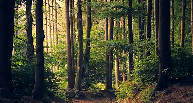 Fojutowo i jego niezwykłe atrakcje - wycieczka grupowa na jeden dzień