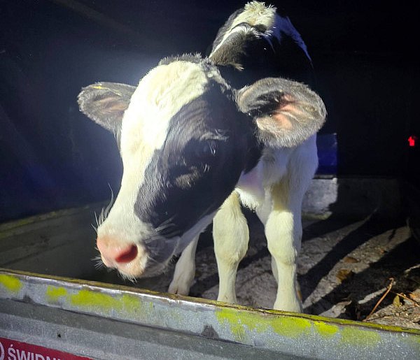 Nietypowe zdarzenie na DK2. Z jadącego auta wypadło młode cielę-53743