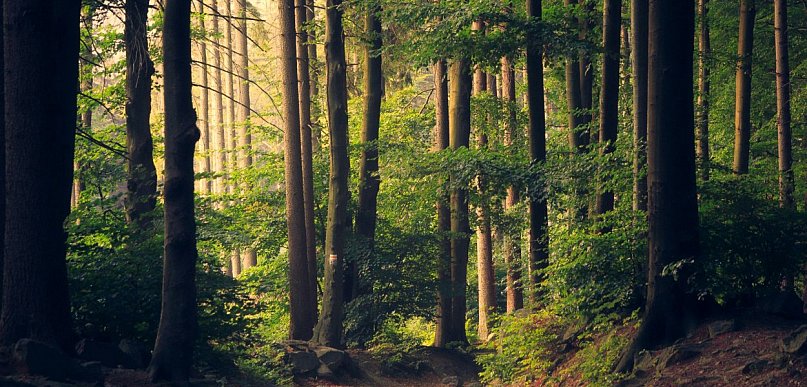 Fojutowo i jego niezwykłe atrakcje - wycieczka grupowa na jeden dzień