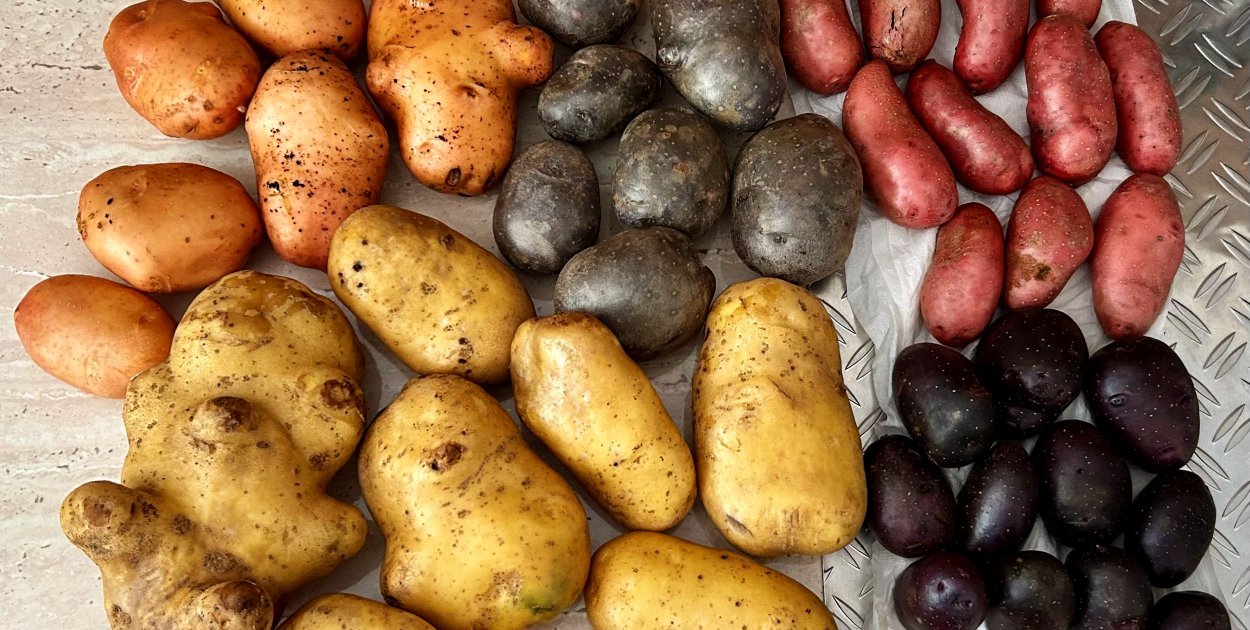 Kolorowe ziemniaki. Fot. UwS