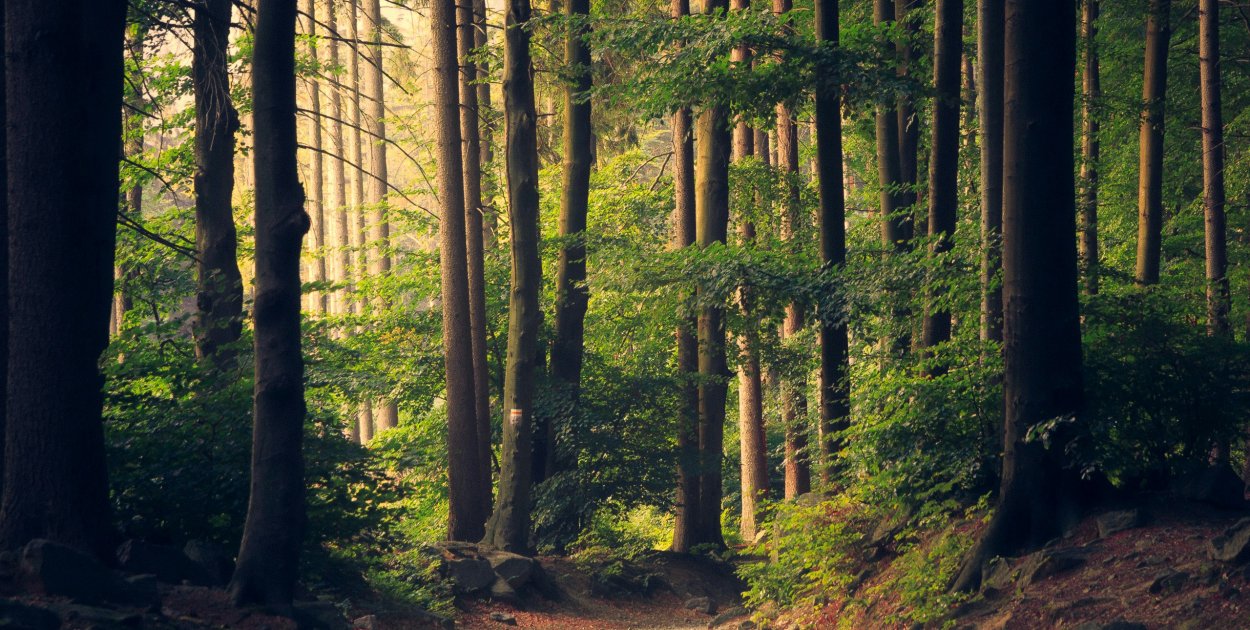Fojutowo i jego niezwykłe atrakcje - wycieczka grupowa na jeden dzień