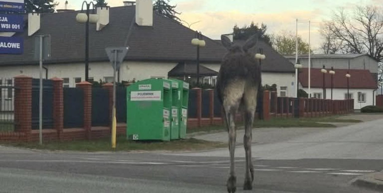 Gmina Siedlce: Łoś na ulicach. Władze apelują o ostrożność